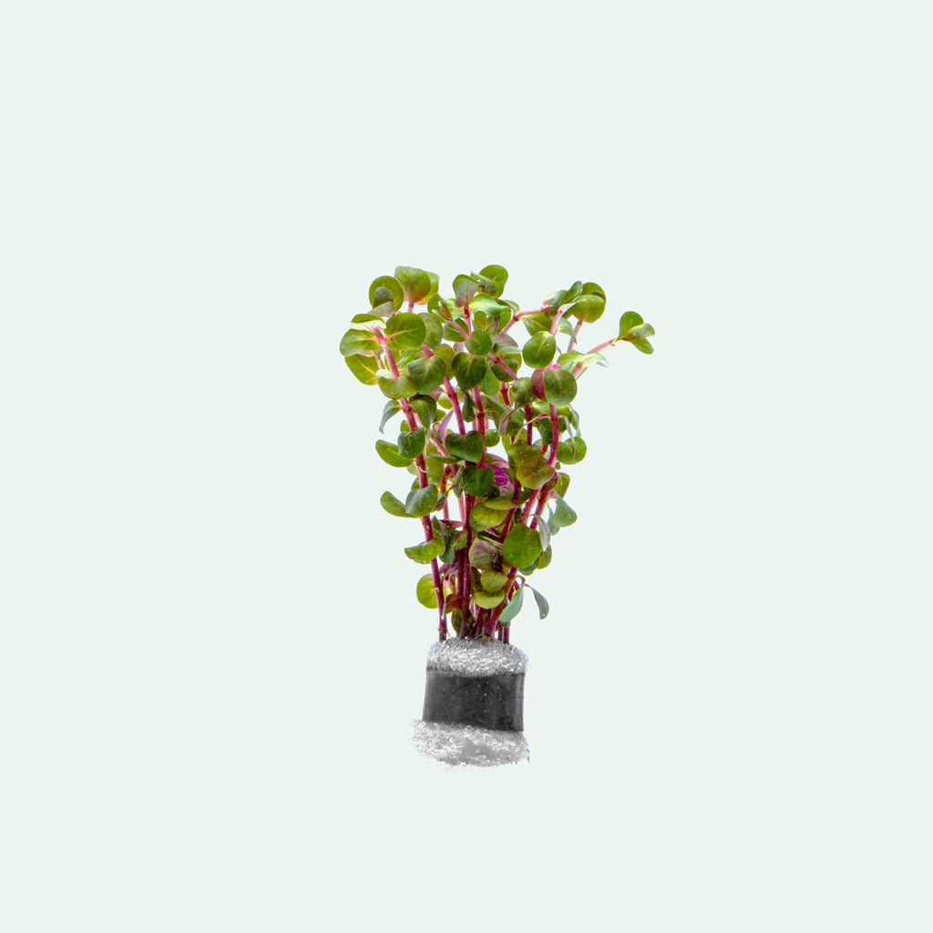 Rotala H'Ra