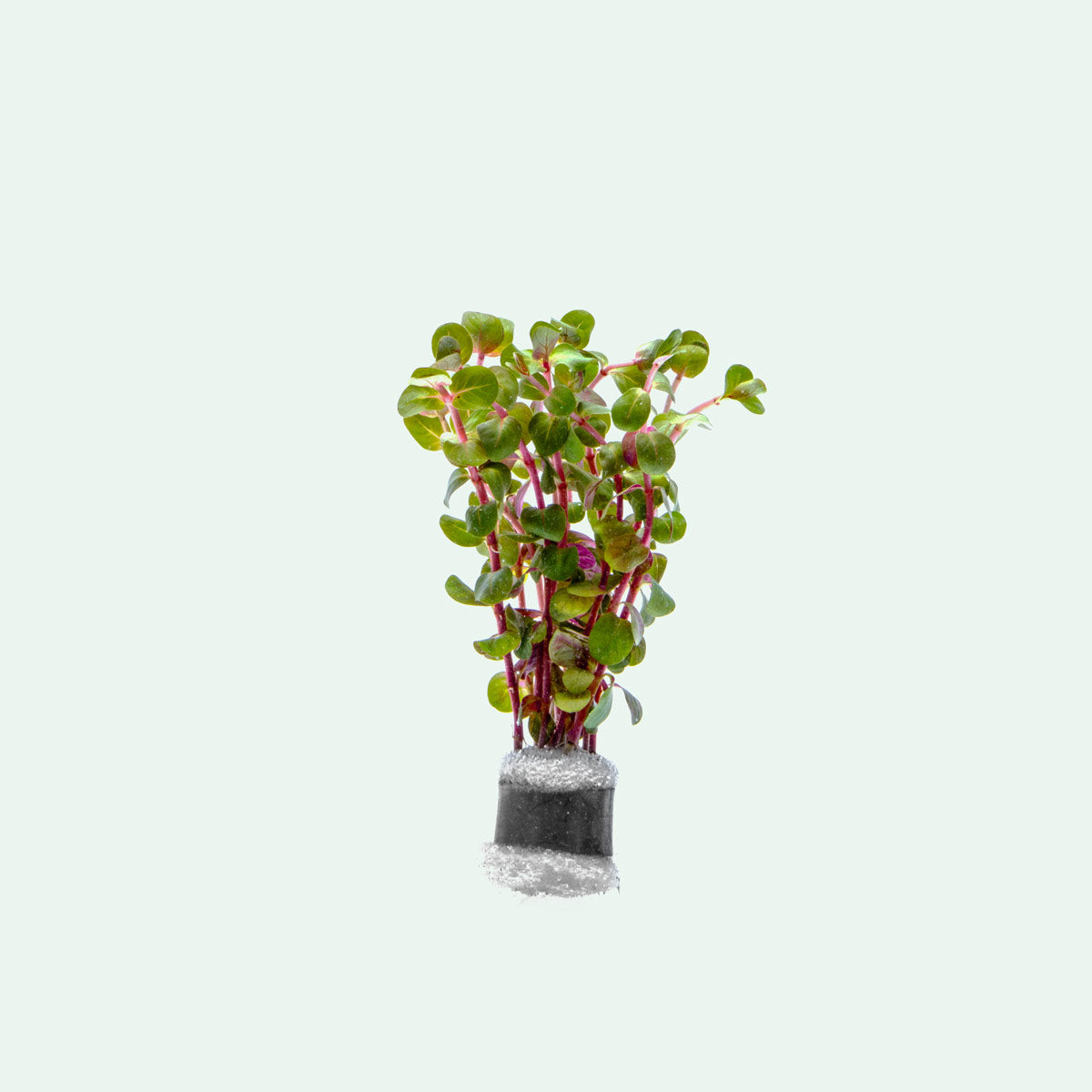 Rotala H'Ra