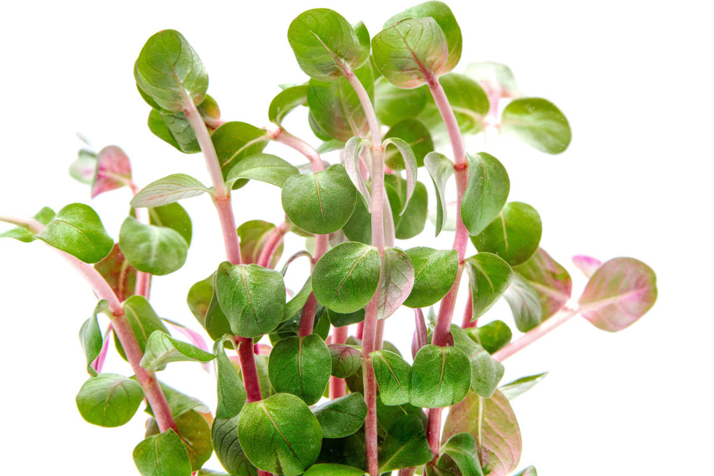 Rotala H'Ra - Glass Aqua