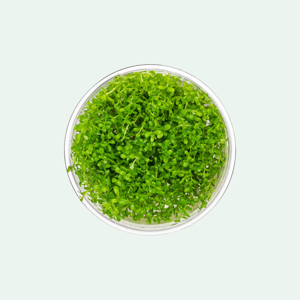 Rotala H'Ra
