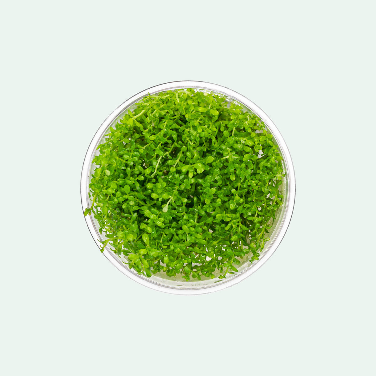 Rotala H'Ra