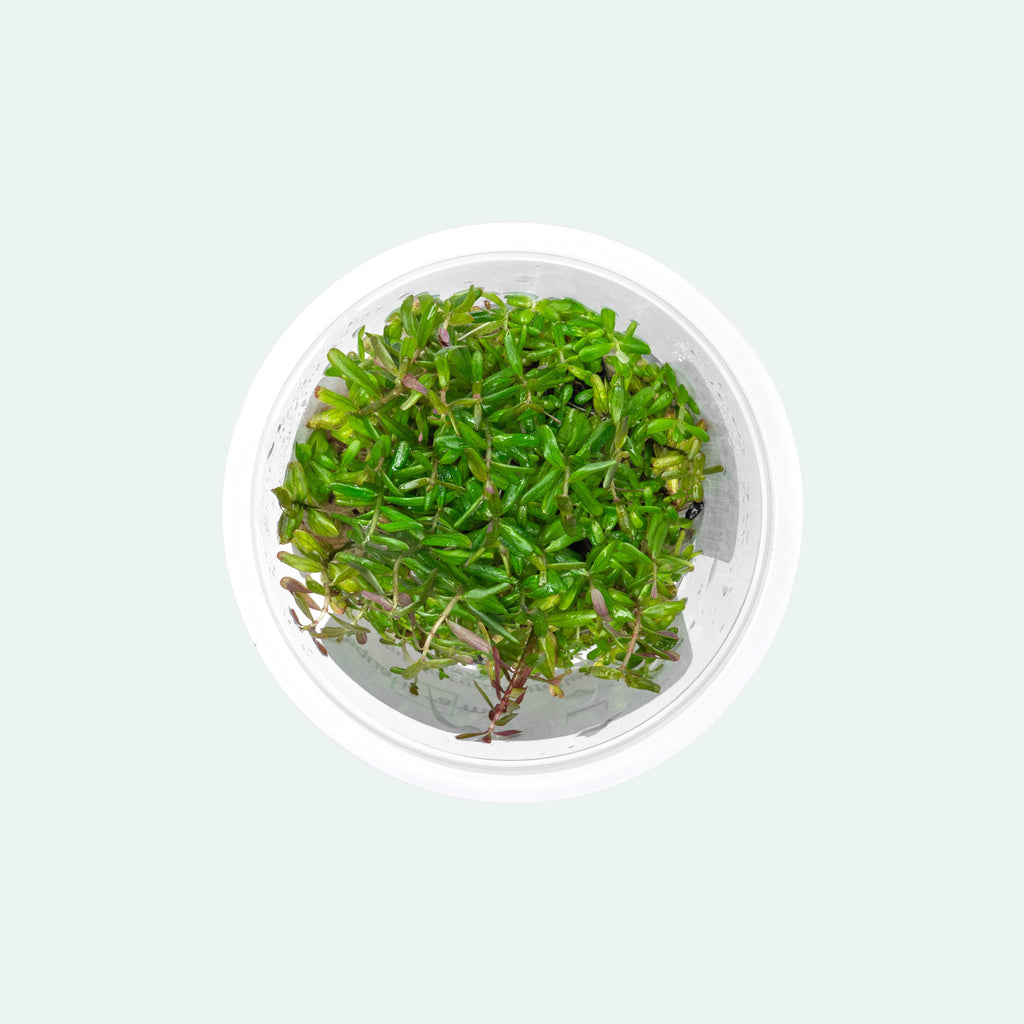 Rotala H'Ra