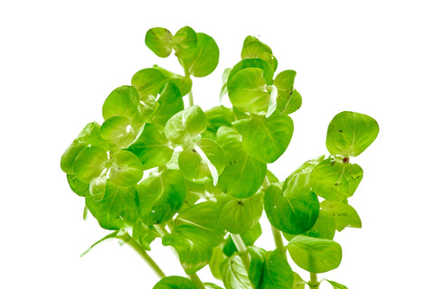 Rotala Rotundifolia Green - Glass Aqua