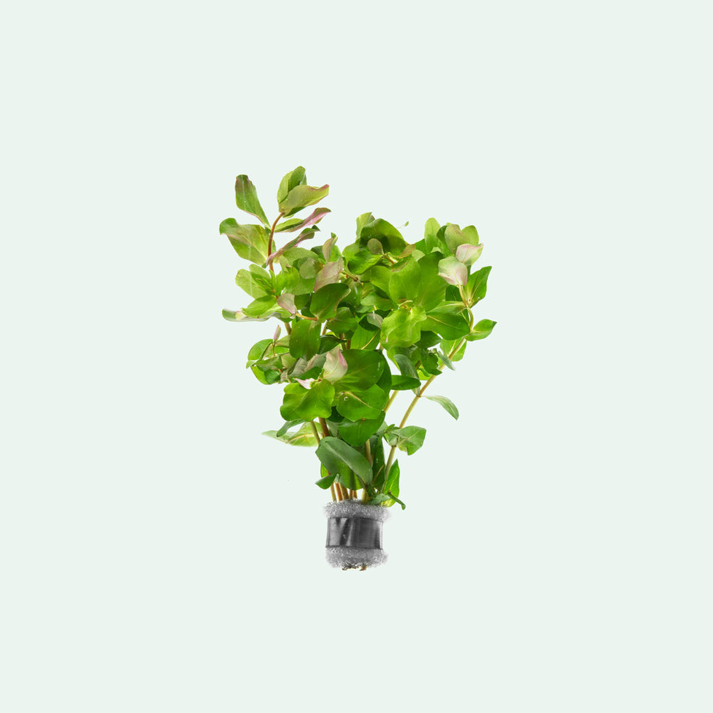 A colorful aquarium stem plant for aquascaping and planted tanks