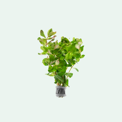 A colorful aquarium stem plant for aquascaping and planted tanks