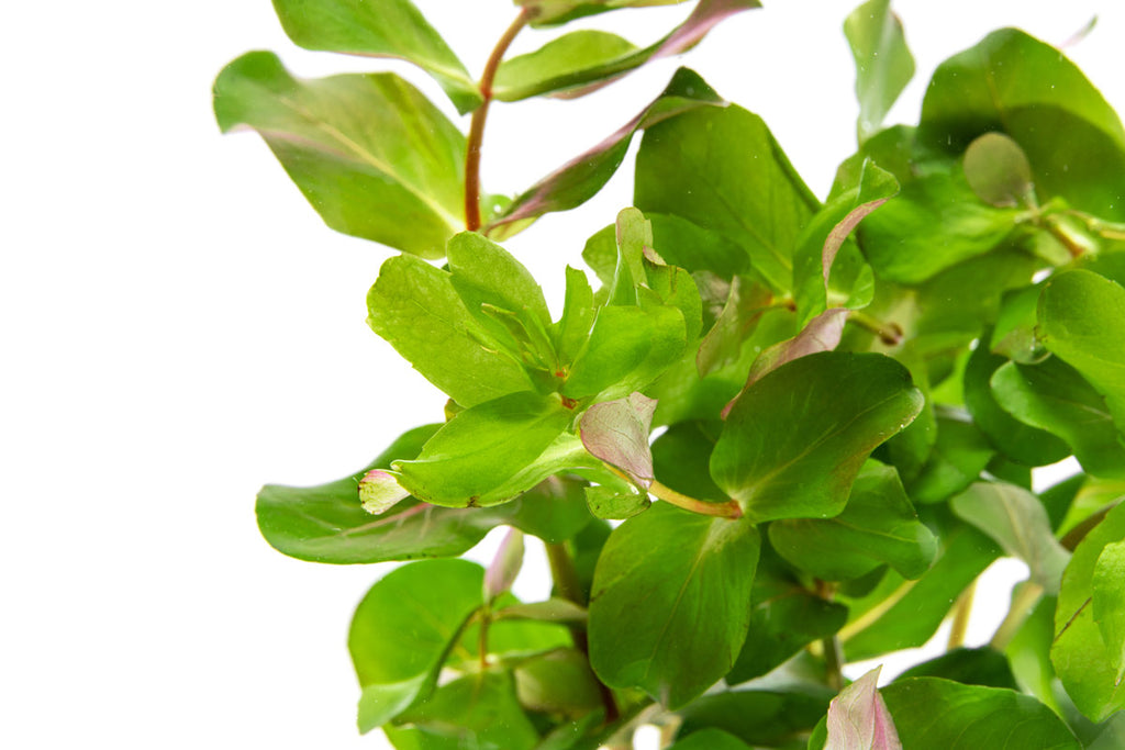Detail shots of Rotala sp. 'Shimoga' for aquascaping and planted tanks