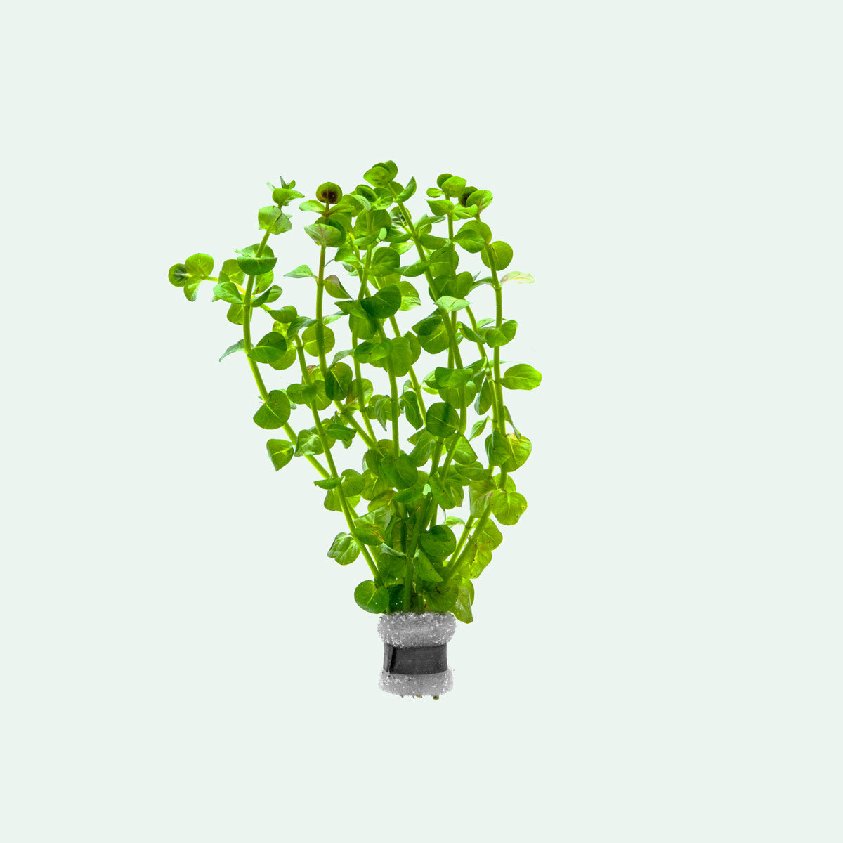 Rotala Macrandra Green aquarium stem plant for aquascaping and planted tanks