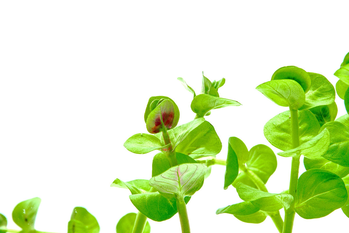 Rotala Rotundifolia Green - Glass Aqua
