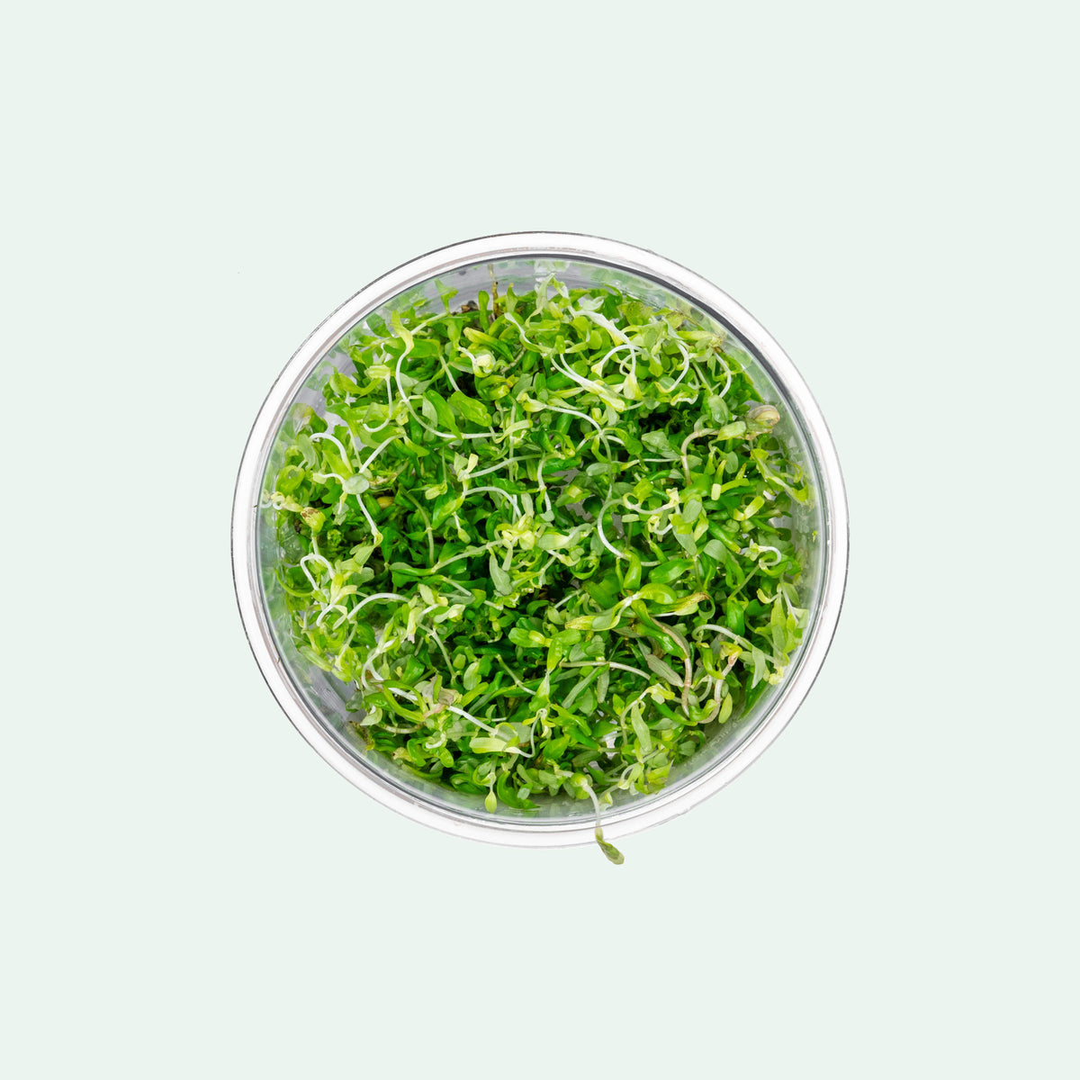 Rotala macrandra 'Green' live aquarium stem plant in tissue culture format