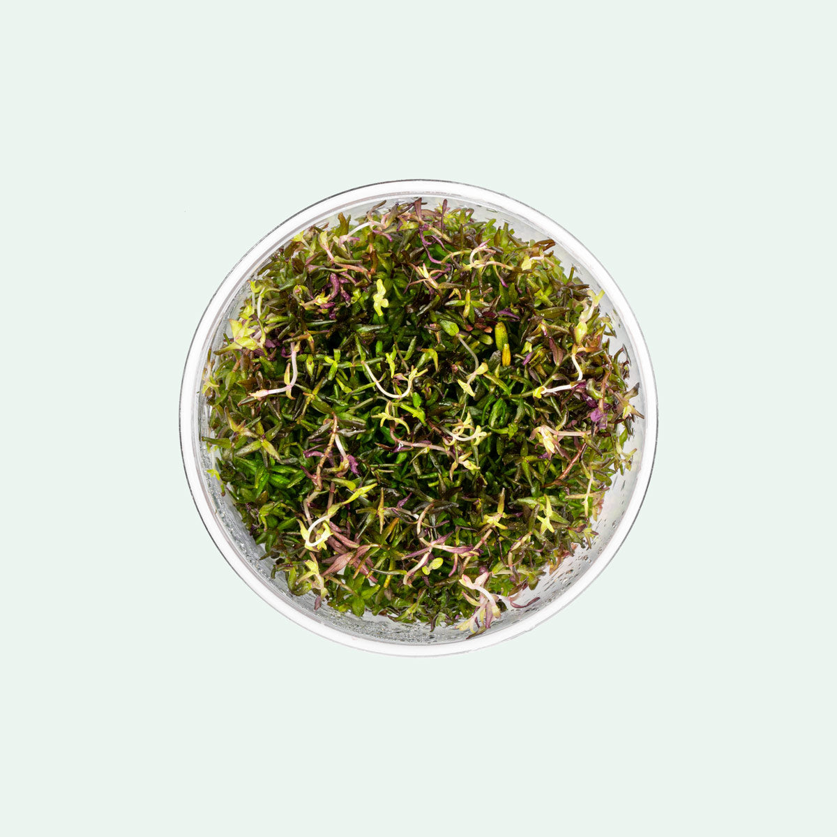 Rotala Macrandra Mini Butterfly Colorful aquarium stem plant in algae free and pest free tissue culture form