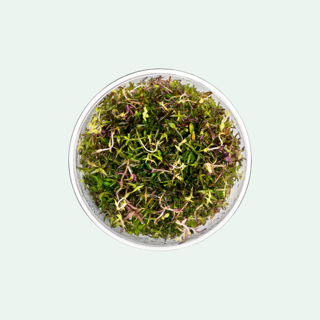 Rotala Macrandra Mini Butterfly Colorful aquarium stem plant in algae free and pest free tissue culture form