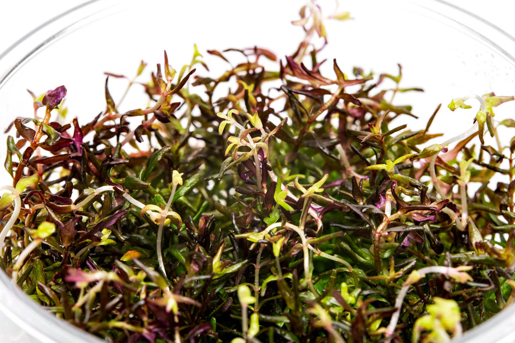 Rotala Macrandra Mini Butterfly Colorful aquarium stem plant in algae free and pest free tissue culture form