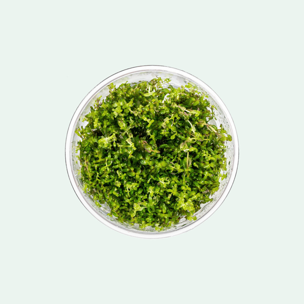 Rotala pearl in pest free and algae free tissue culture form for planted aquariums