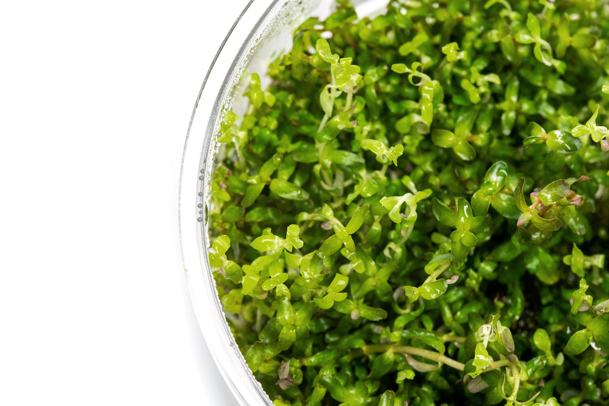 Rotala pearl in pest free and algae free tissue culture form for planted aquariums
