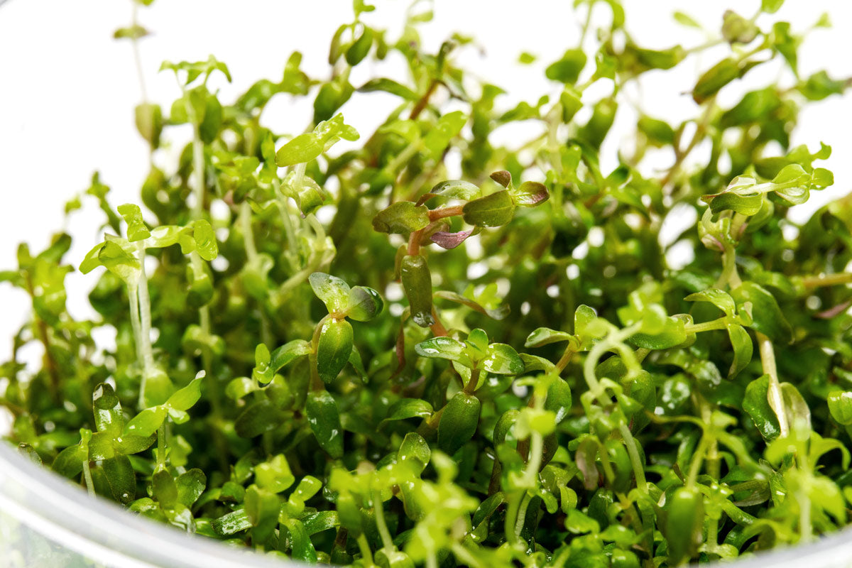 Rotala pearl in pest free and algae free tissue culture form for planted aquariums