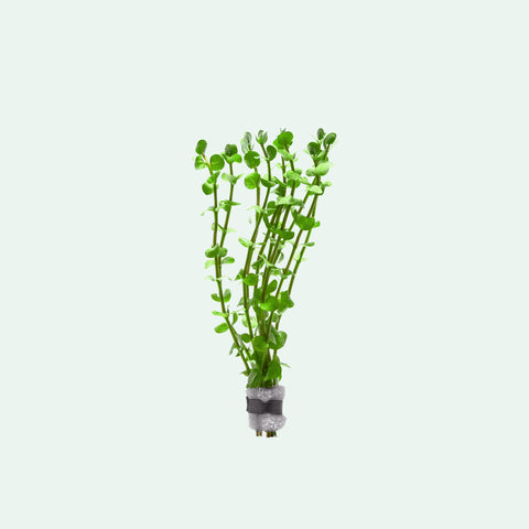 Rotala Mexicana - Glass Aqua