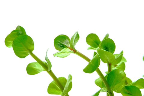 Rotala Mexicana - Glass Aqua