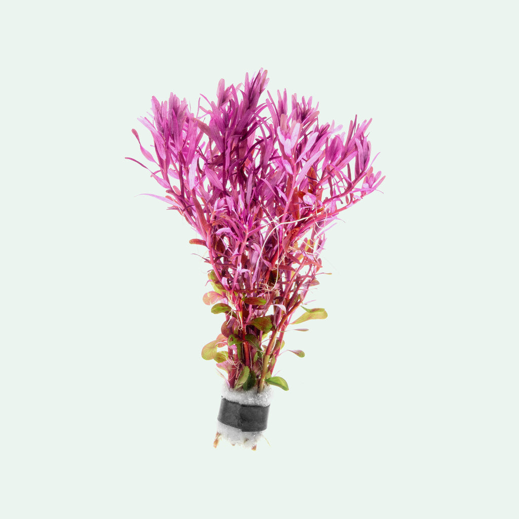 Rotala Narrow Leaf Red Live Aquatic Aquarium Plant for Planted Tanks