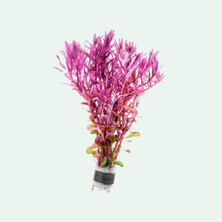 Rotala Narrow Leaf Red Live Aquatic Aquarium Plant for Planted Tanks