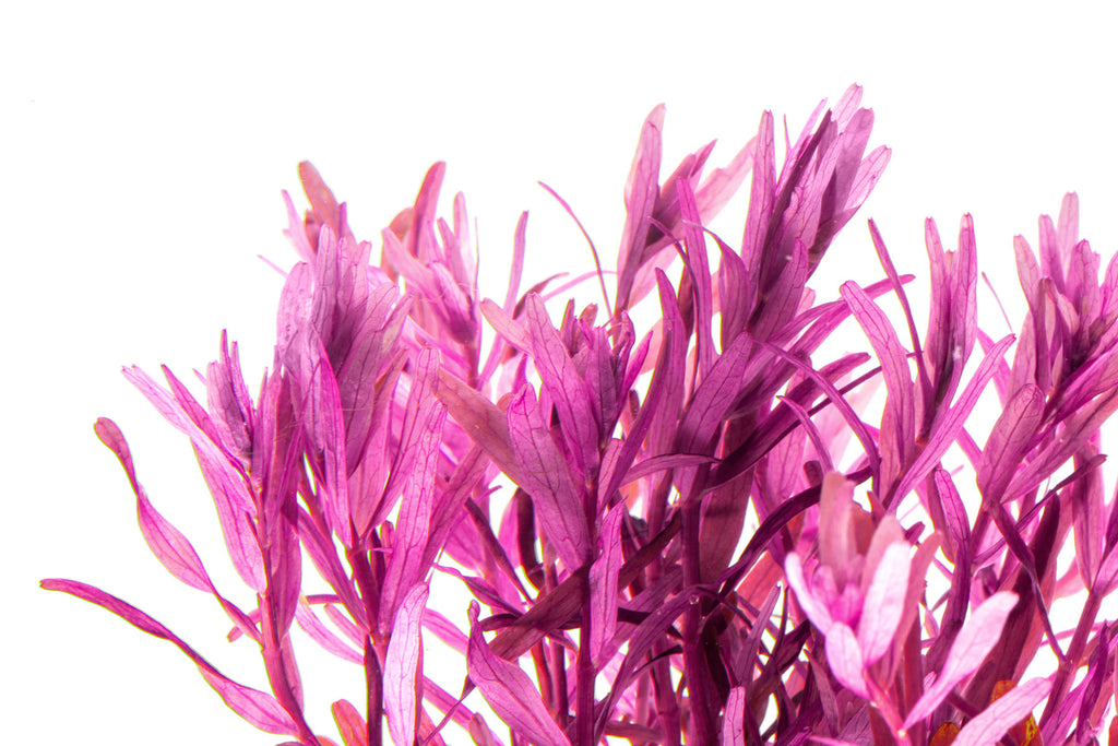 Rotala Narrow Leaf Red Live Aquatic Aquarium Plant for Planted Tanks
