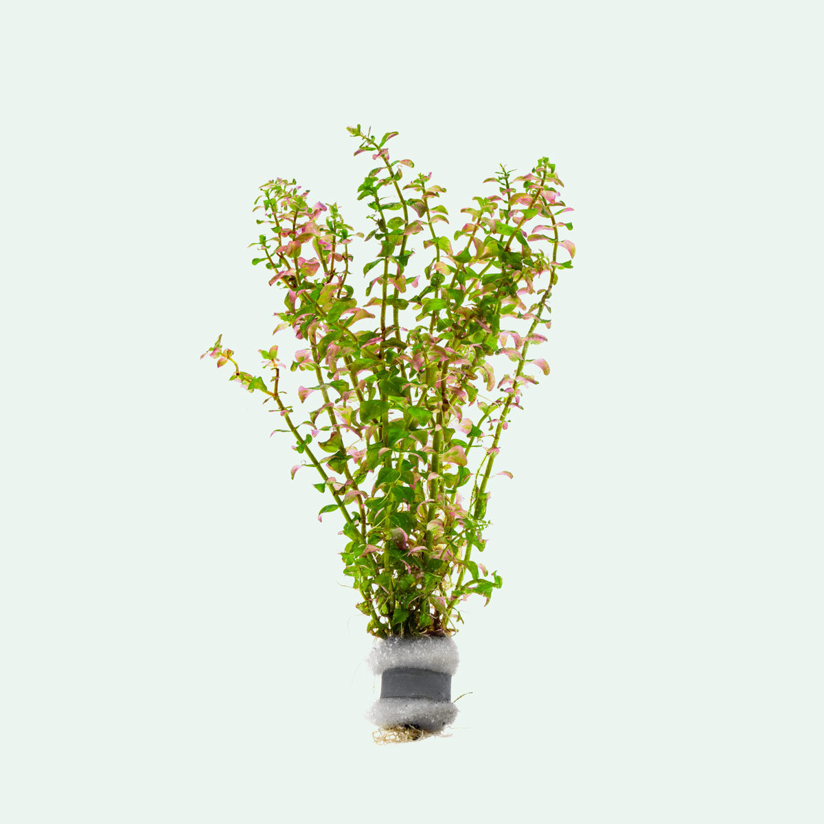 Rotala Sp. Pearl - Glass Aqua