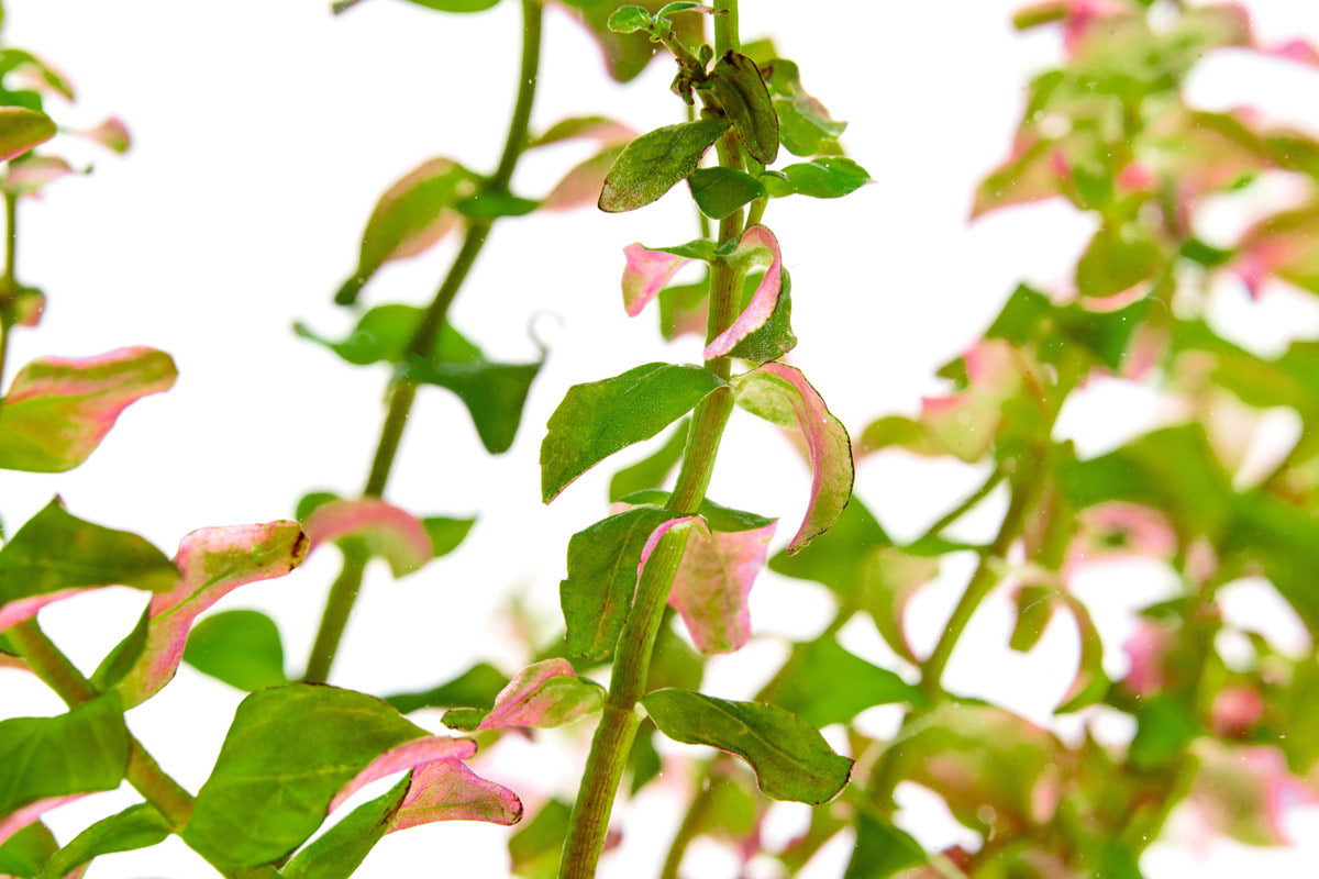 Rotala Sp. Pearl - Glass Aqua