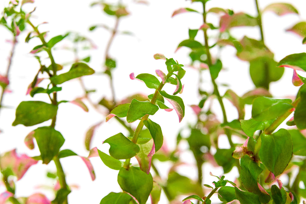 Rotala Sp. Pearl - Glass Aqua