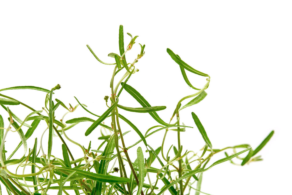 Shop Rotala Red Cross Aquatic Plants - Glass Aqua