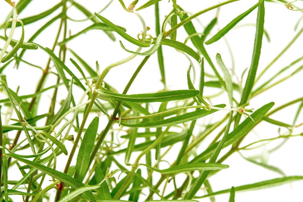 Shop Rotala Red Cross Aquatic Plants - Glass Aqua
