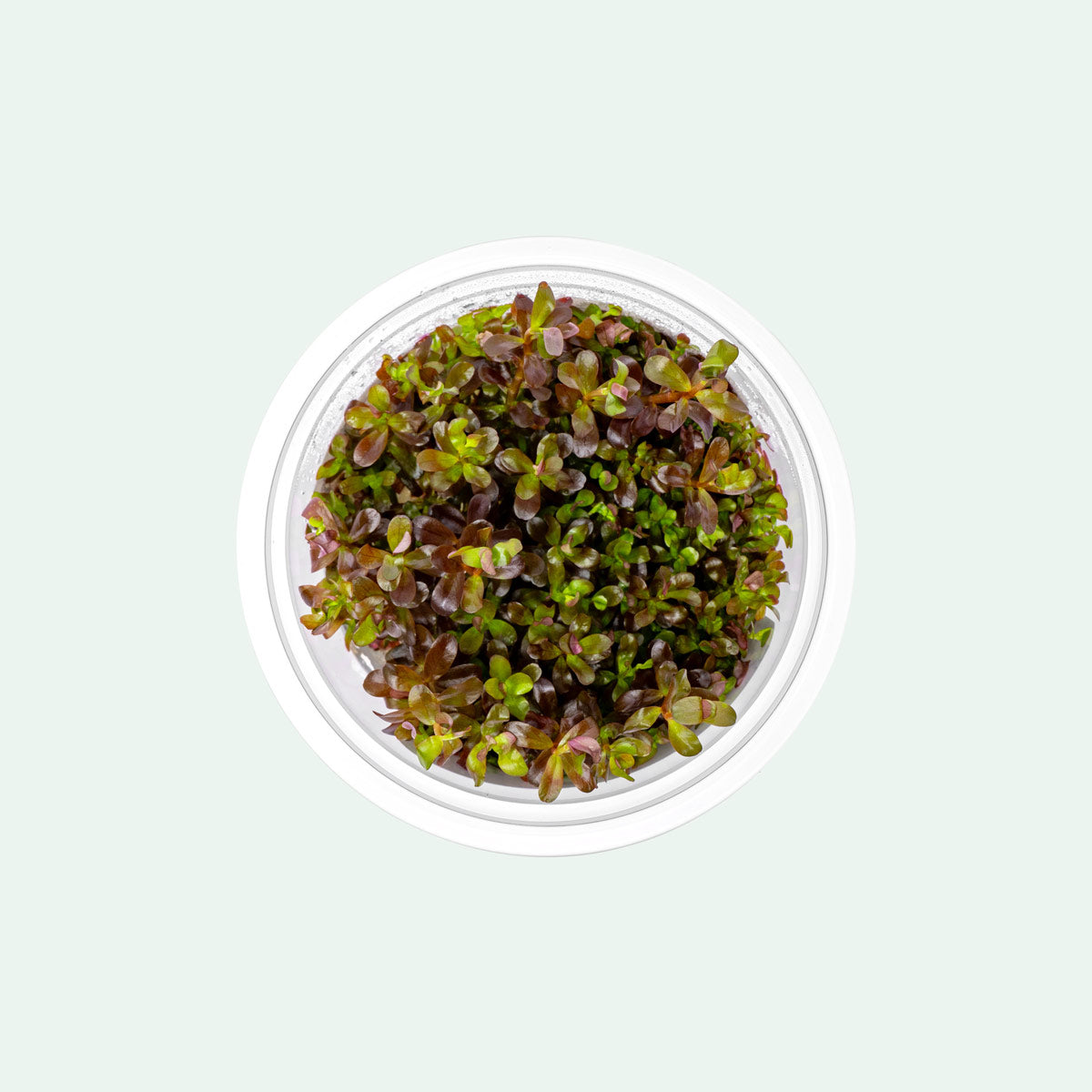 Rotala Blood Red - Glass Aqua