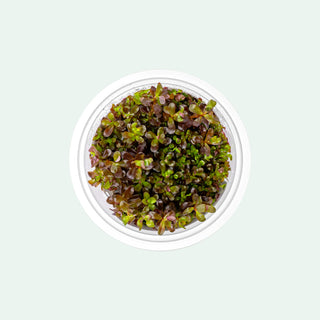 Rotala Blood Red - Glass Aqua