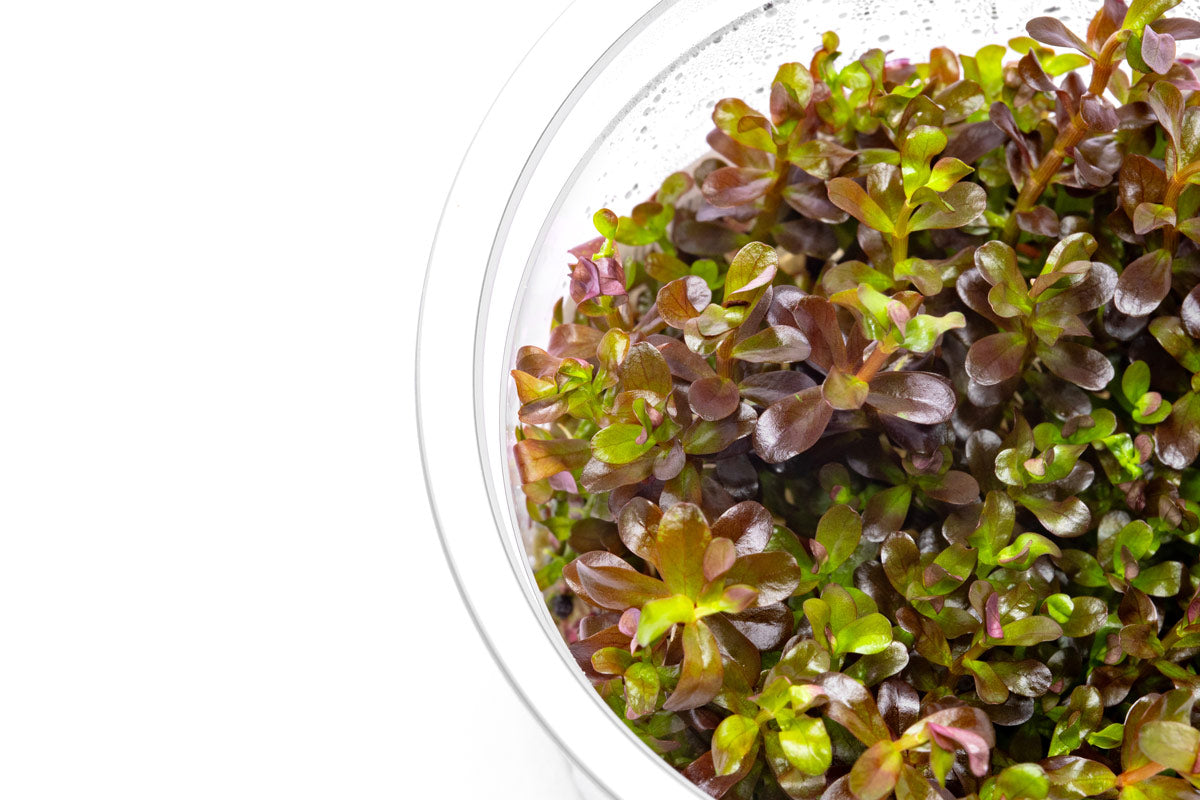 Rotala Blood Red - Glass Aqua