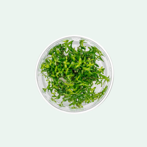 Rotala Rotundifolia Green | Tissue Culture Stem Plants - Glass Aqua