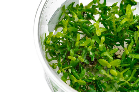 Rotala Rotundifolia Green | Tissue Culture Stem Plants - Glass Aqua