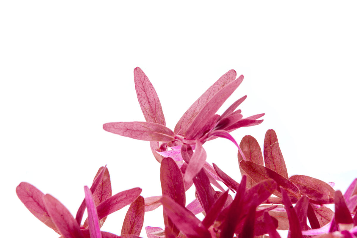Rotala Rotundifolia - Glass Aqua