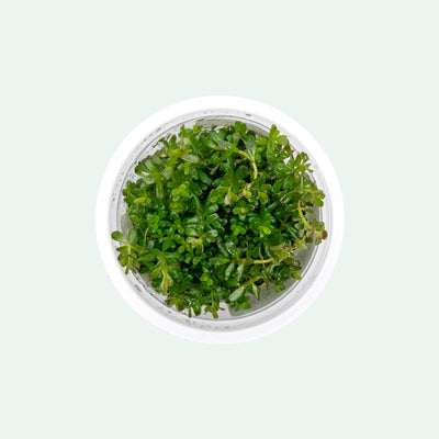 Rotala is a vibrant, fast-growing aquatic stem plant that is ideal for aquascaping.
