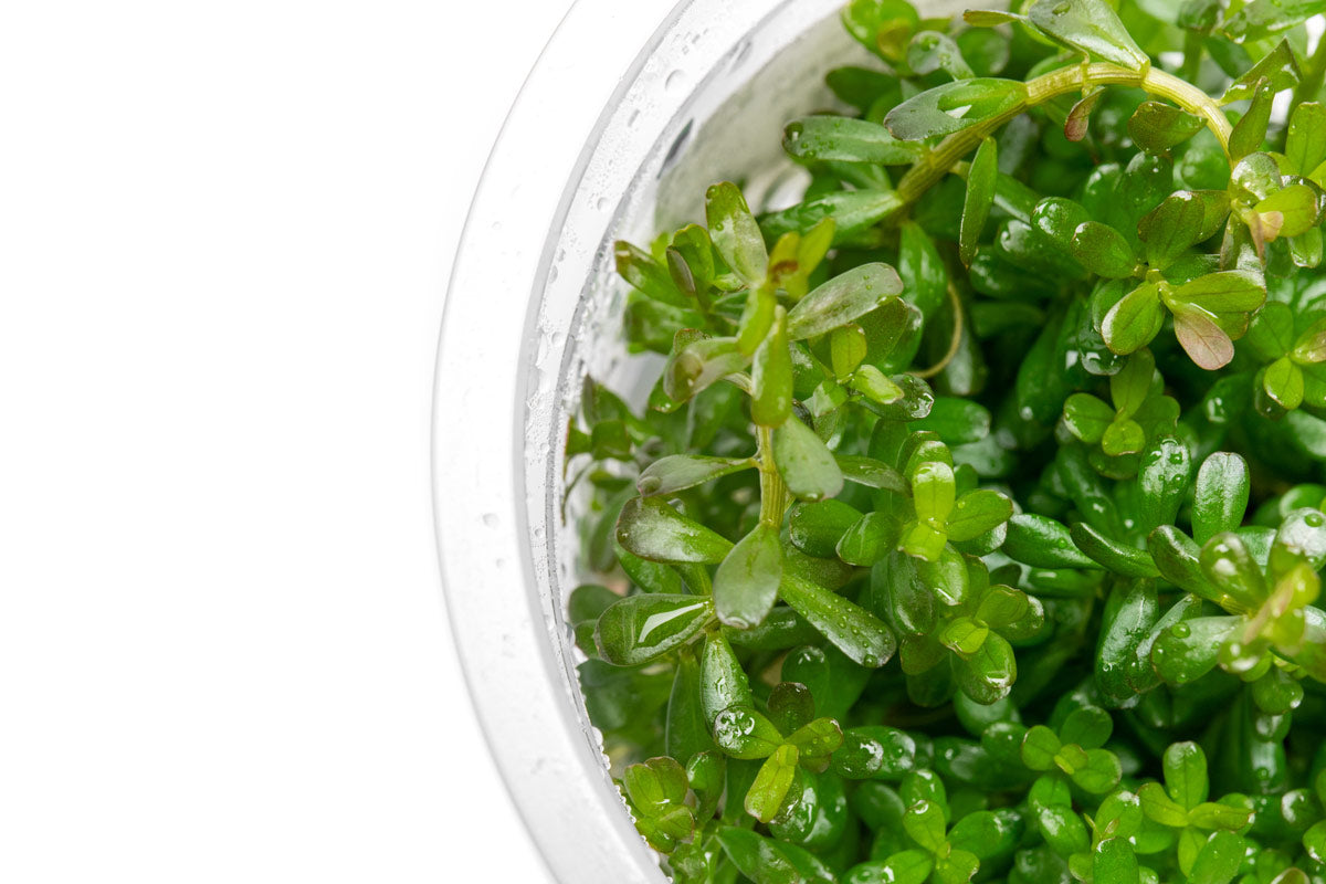 Rotala is a vibrant, fast-growing aquatic stem plant that is ideal for aquascaping.