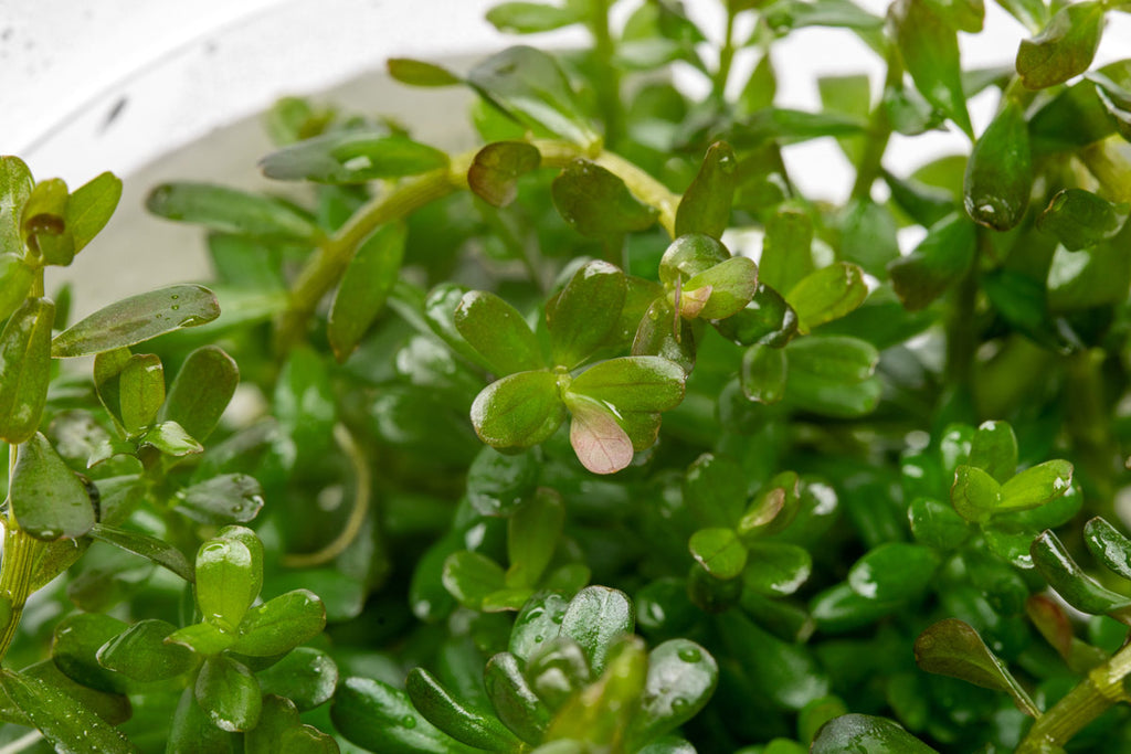 Rotala is a vibrant, fast-growing aquatic stem plant that is ideal for aquascaping.