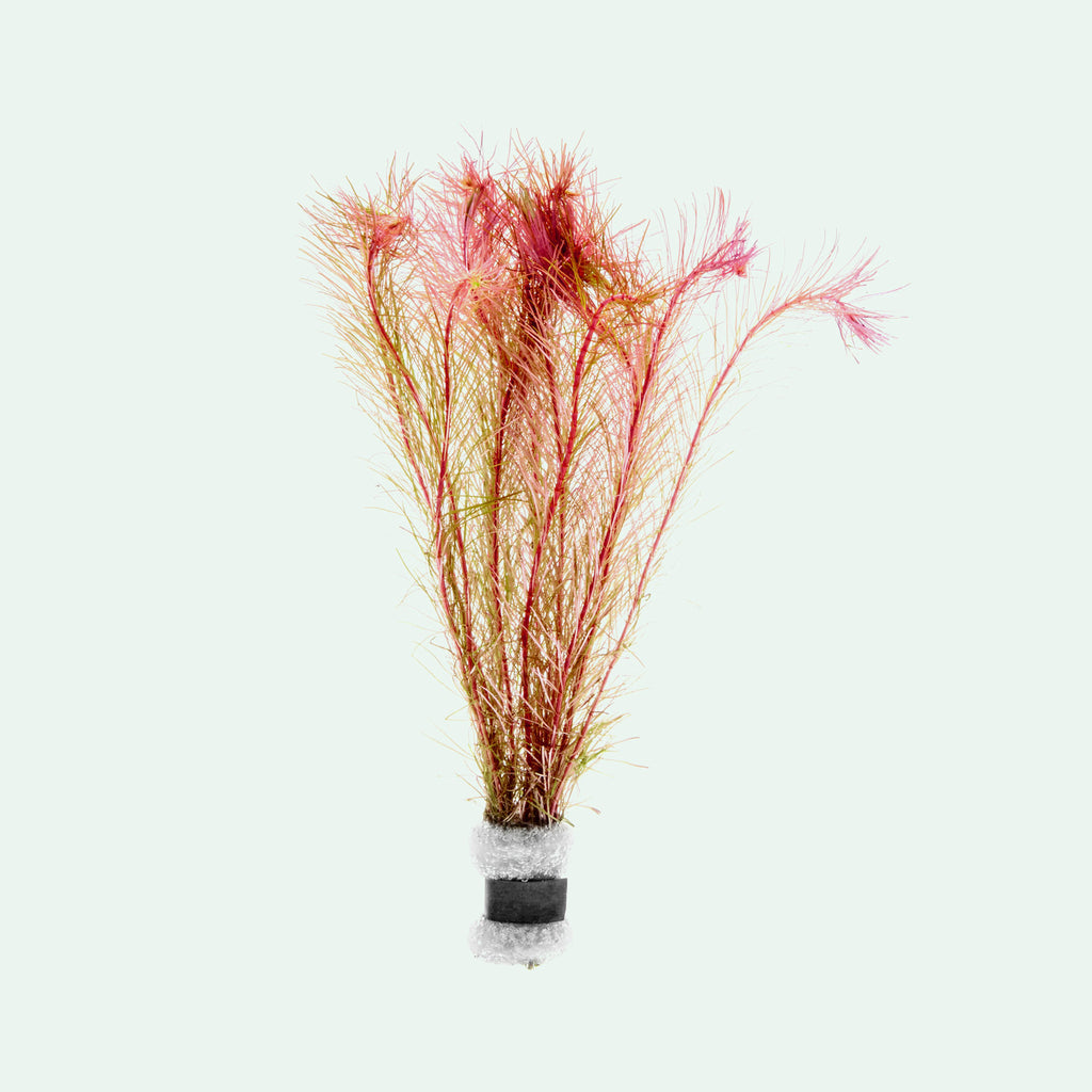 Rotala Wallichii Aquarium Aquatic Stem Plant - Glass Aqua
