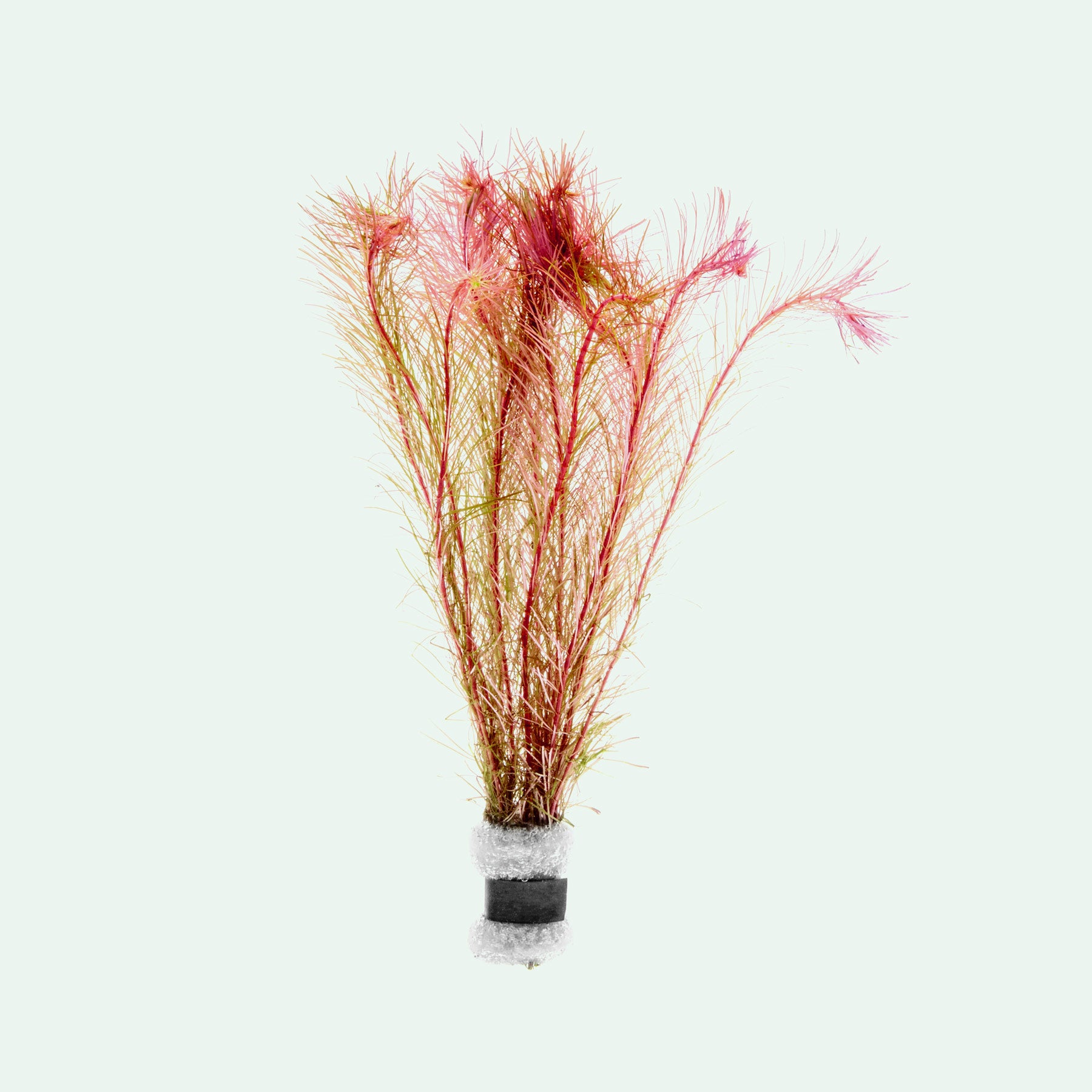 Rotala Wallichii Aquarium Aquatic Stem Plant - Glass Aqua