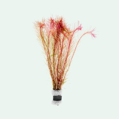 Rotala Wallichii Aquarium Aquatic Stem Plant - Glass Aqua