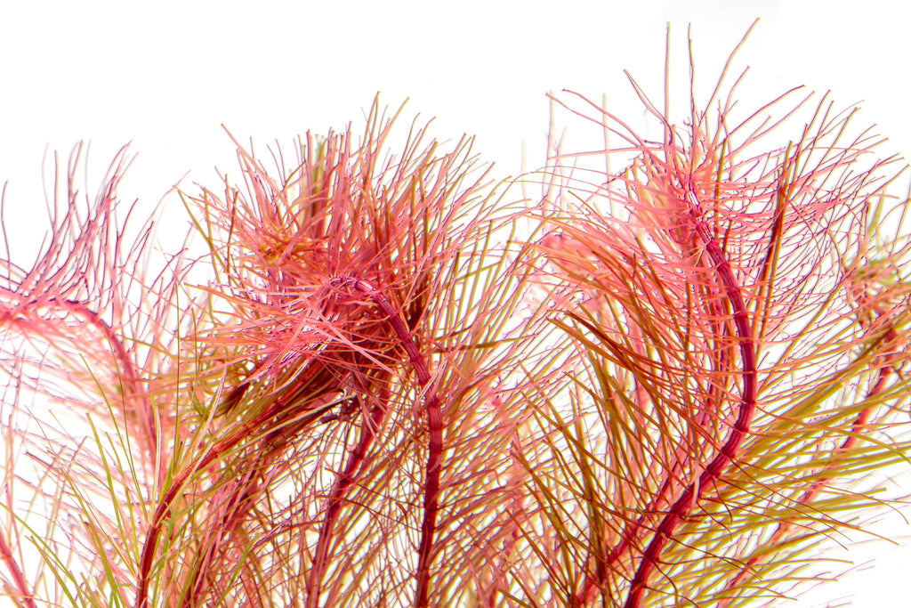 Rotala Wallichii Aquarium Aquatic Stem Plant - Glass Aqua