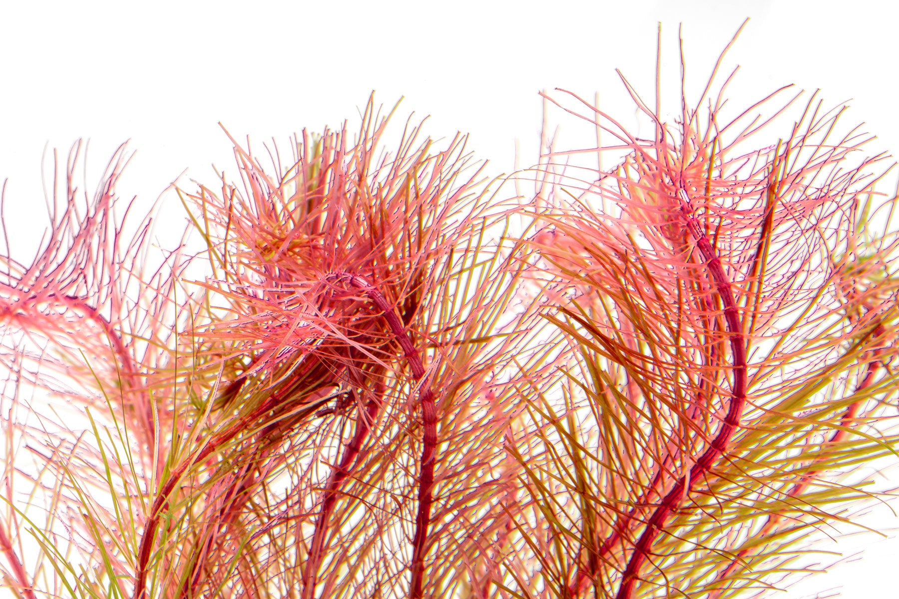 Rotala Wallichii Aquarium Aquatic Stem Plant - Glass Aqua
