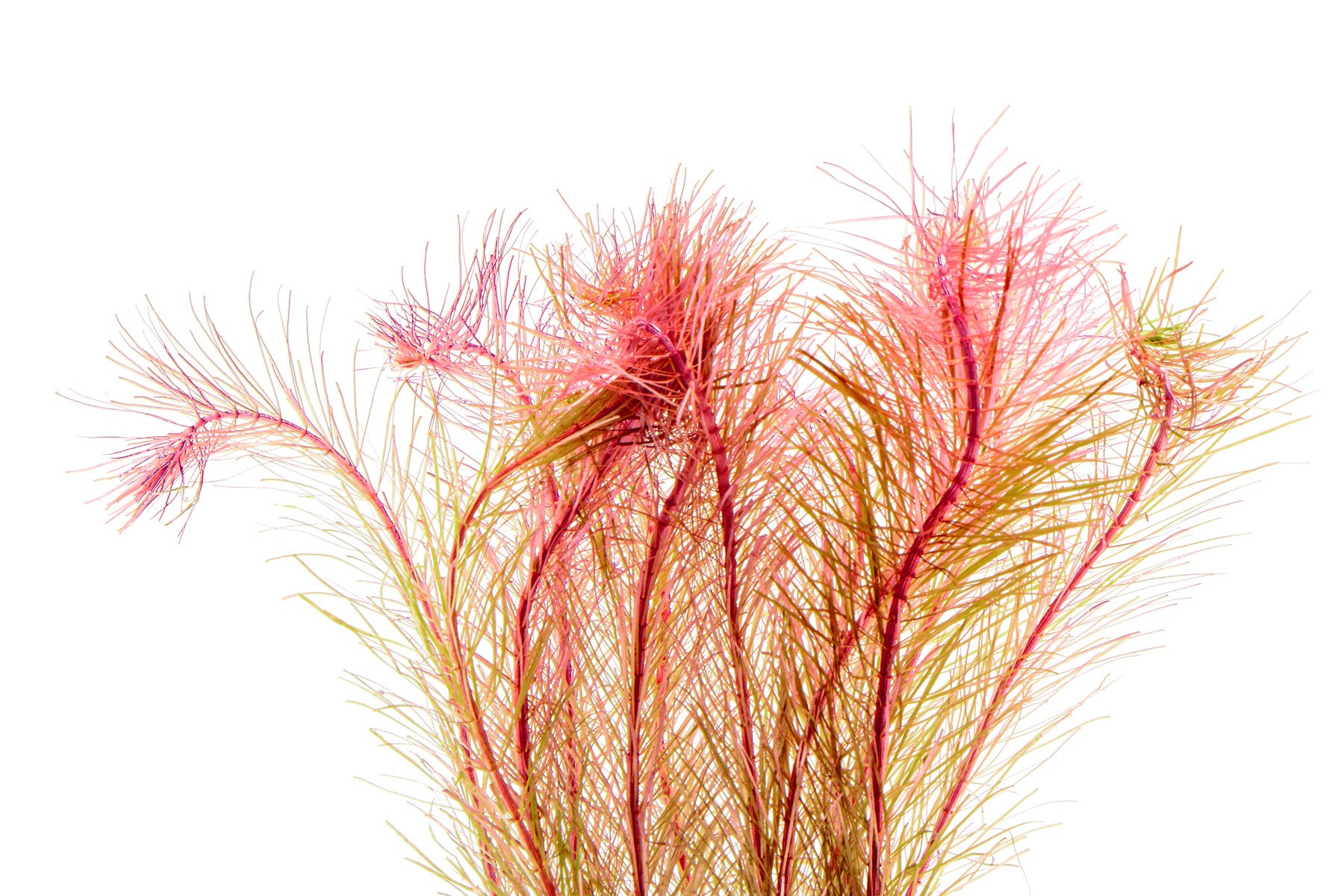 Rotala Wallichii Aquarium Aquatic Stem Plant - Glass Aqua