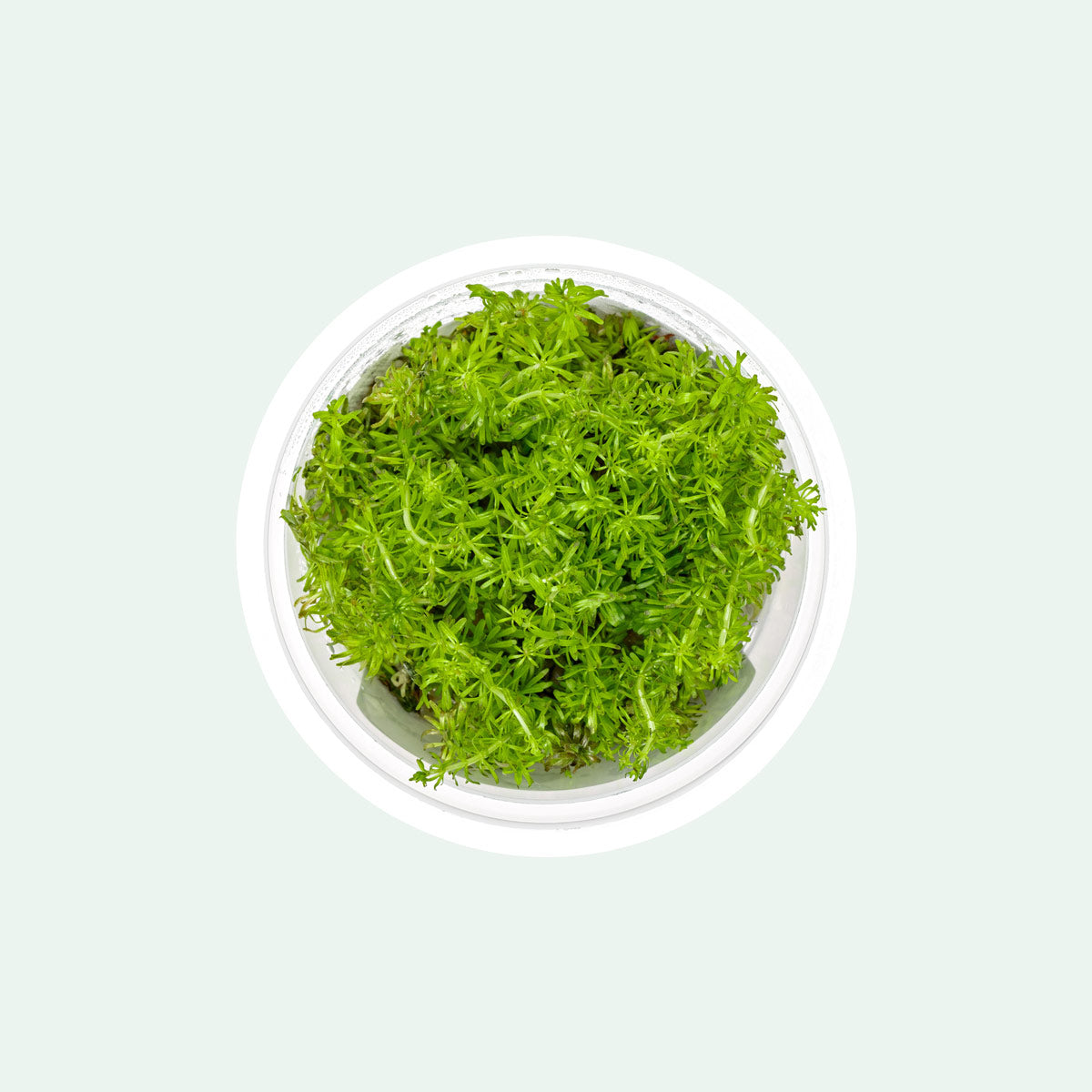 Rotala Vietnam Tissue Culture | Aquarium Stem Plants - Glass Aqua