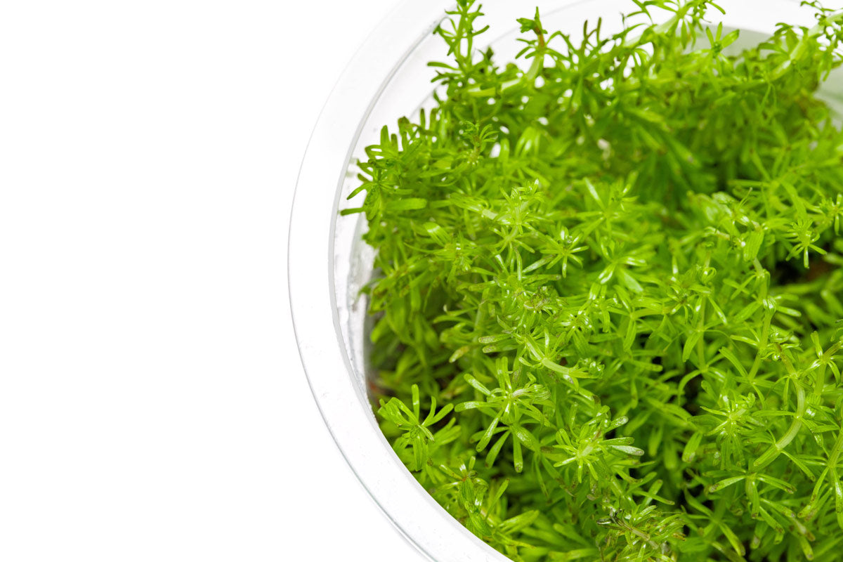 Rotala Vietnam Tissue Culture | Aquarium Stem Plants - Glass Aqua