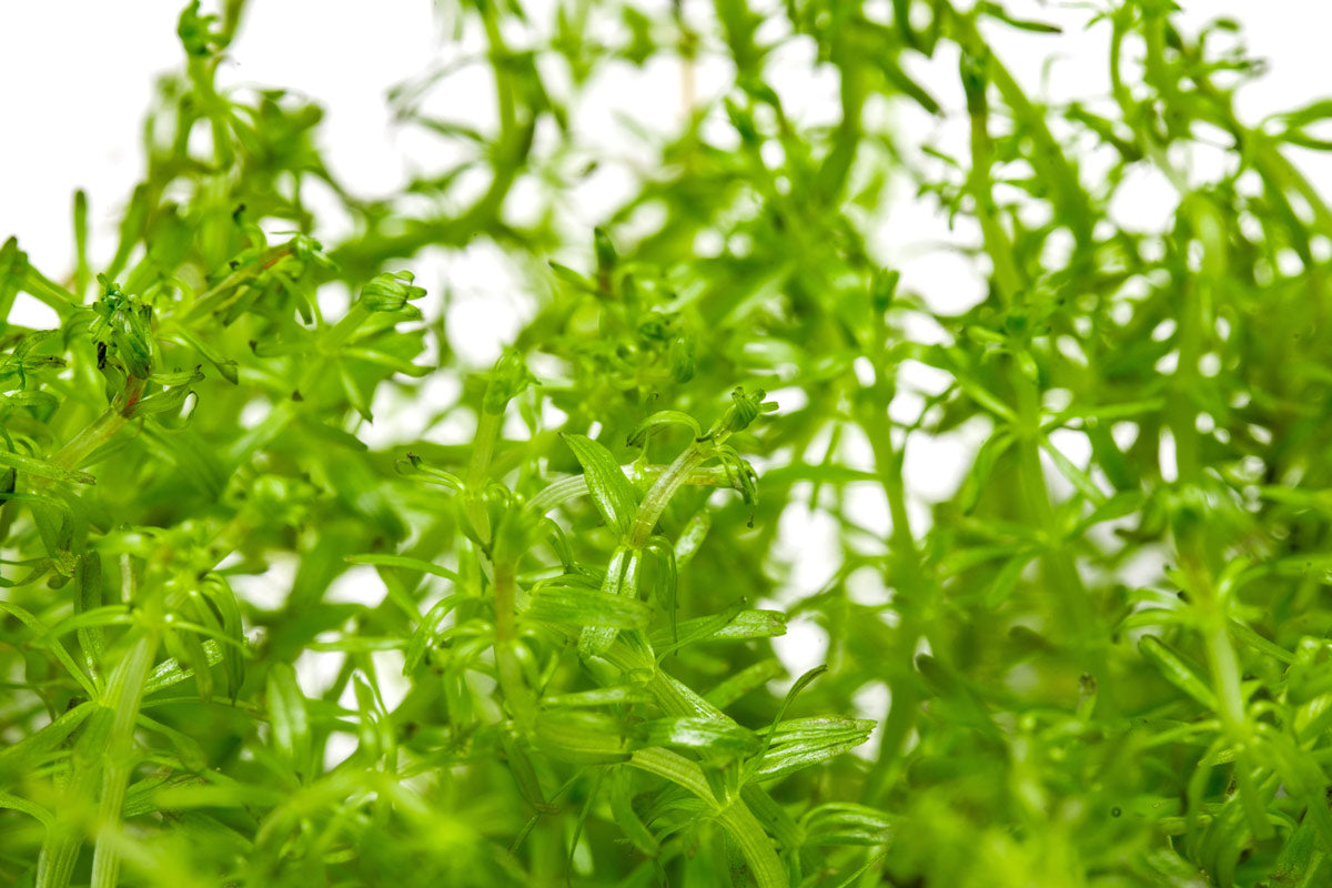 Rotala Vietnam Tissue Culture | Aquarium Stem Plants - Glass Aqua