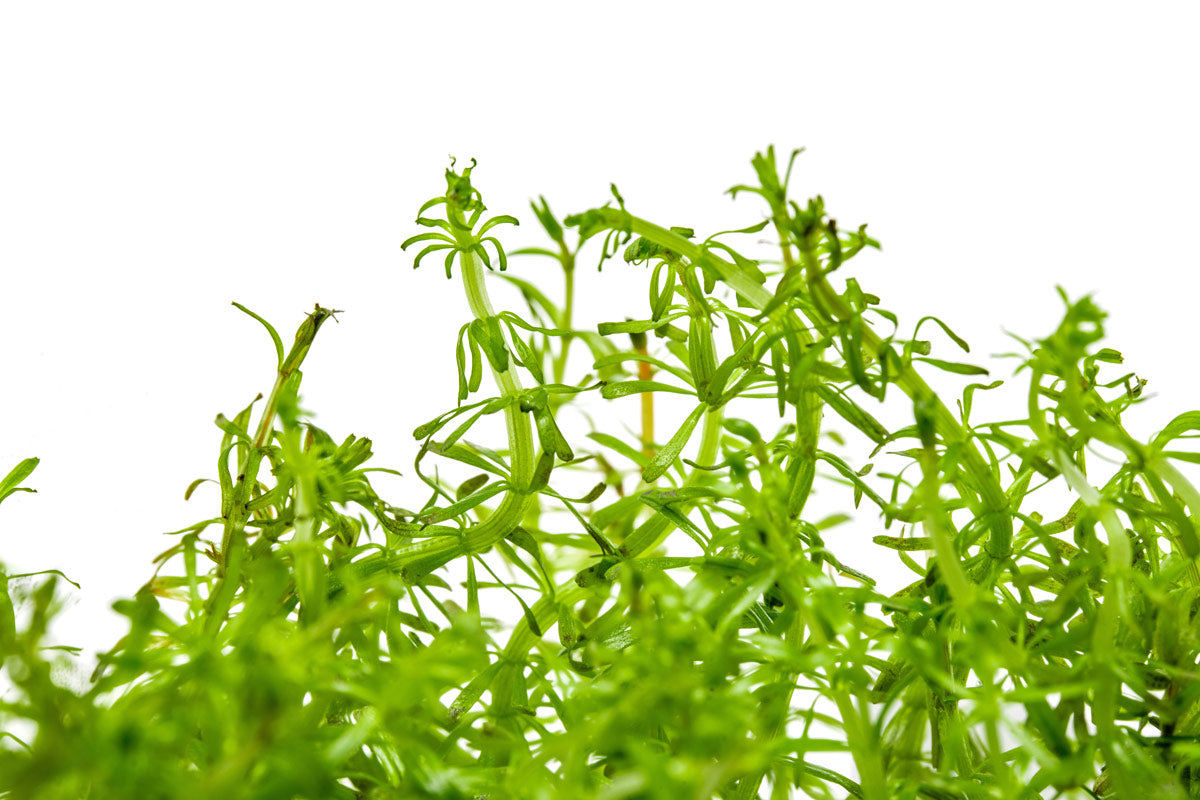 Rotala Vietnam Tissue Culture | Aquarium Stem Plants - Glass Aqua