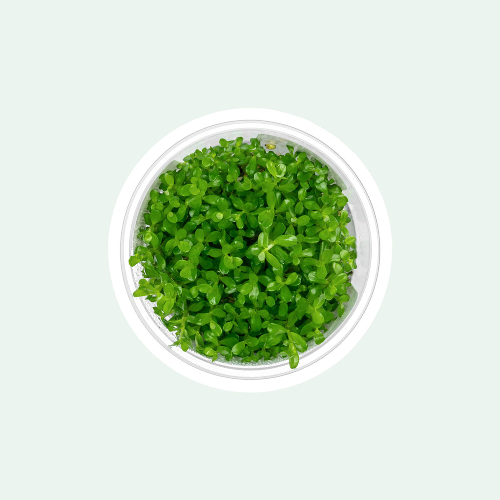 Rotala sp. Goias Rare Stem Plant | Tissue Culture Plants - Glass Aqua
