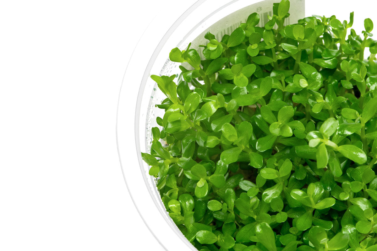 Rotala sp. Goias Rare Stem Plant | Tissue Culture Plants - Glass Aqua